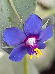 Lysimachia arvensis caerulea