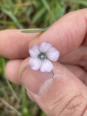 Linum tenuifolium
