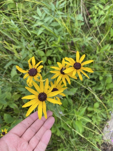 Rudbeckia subtomentosa
