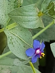 Lysimachia arvensis caerulea