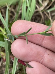 Linum tenuifolium