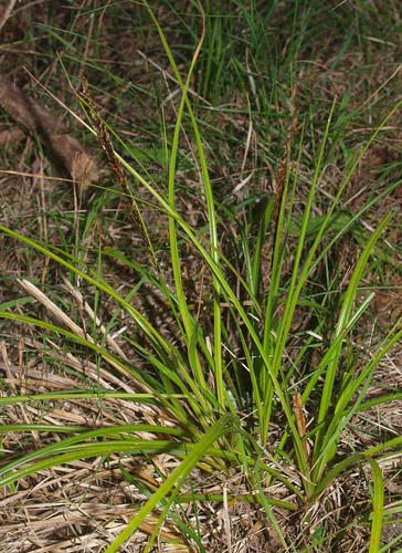 Carex uncinata
