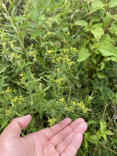 Rudbeckia subtomentosa