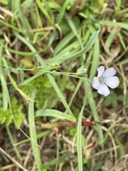 Linum tenuifolium