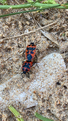 Eurydema spectabilis