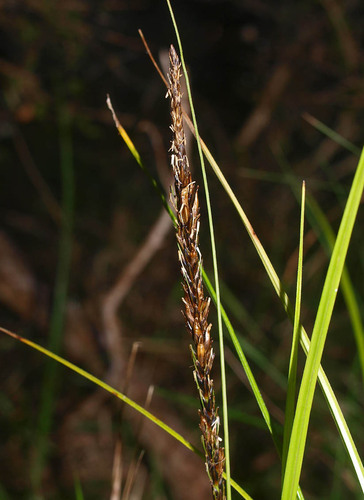 Carex uncinata