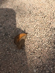 Hyponephele lycaon