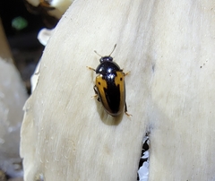 Amblyopus vittatus