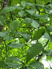 Carya glabra glabra