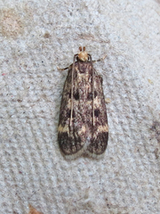 Martyringa latipennis