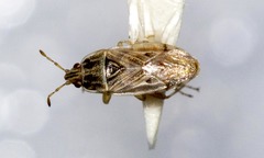 Chilacis typhae