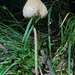 Macrolepiota umbonata - Photo 由 Amaël Borzée 所上傳的 (c) Amaël Borzée，保留部份權利CC BY-NC