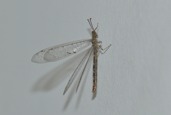 Neuroleon