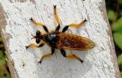 Pogonosoma maroccanum