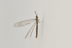 Neuroleon