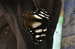 Hypolimnas anthedon anthedon