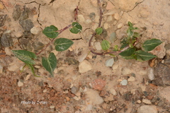 Reynoutria multiflora