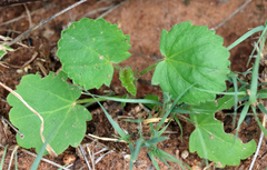 Rhynchosida physocalyx