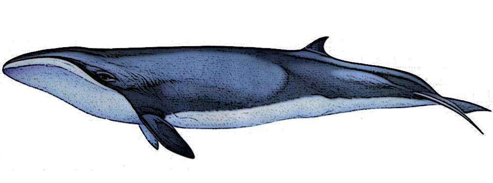 Pygmy Right Whale