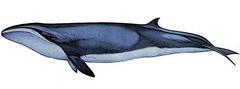 Pygmy Right Whale photo 2
