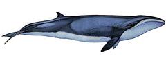 Pygmy Right Whale photo 3