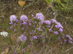 Agathosma serpyllacea