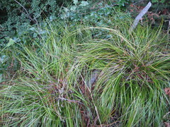 Carex raoulii
