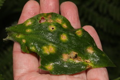 Puccinia arenariae