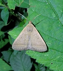 Simplicia niphona
