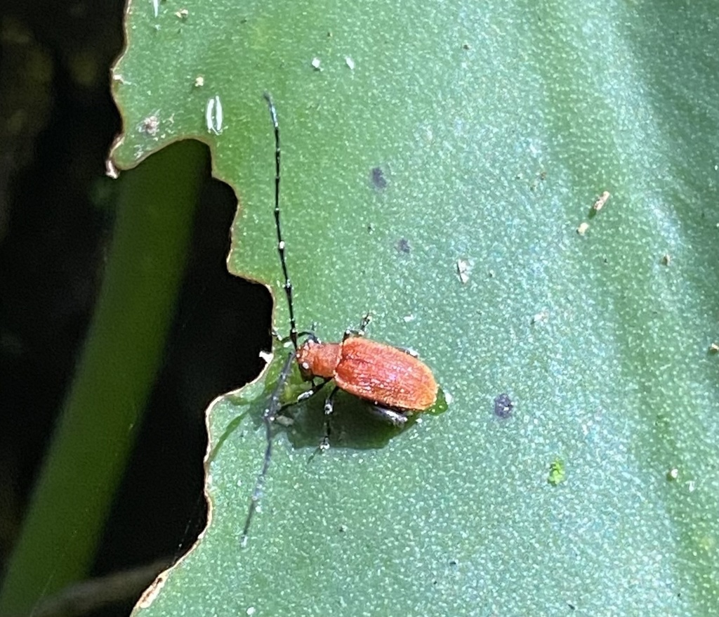 Physimerus antennarius