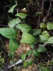Munnozia jussieui