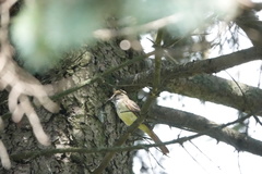 Myiarchus crinitus