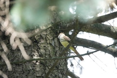 Myiarchus crinitus