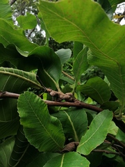 Curatella americana