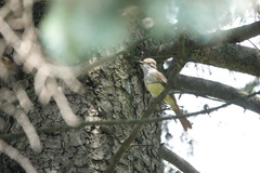 Myiarchus crinitus