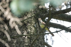 Myiarchus crinitus