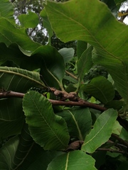 Curatella americana