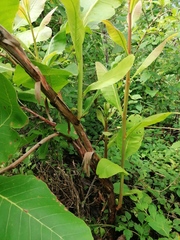 Curatella americana