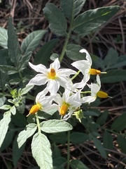 Solanum jamesii