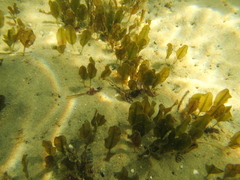 Halophila