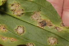 Puccinia arenariae