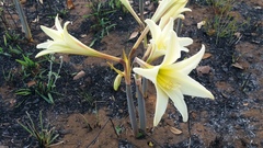 Hippeastrum goianum