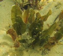 Halophila