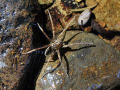 Dolomedes dondalei