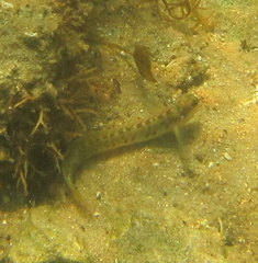 Blenniidae