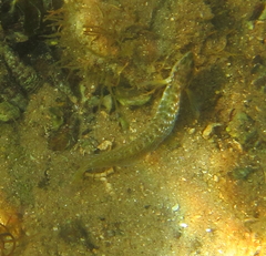 Blenniidae