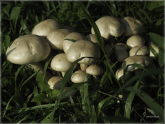 Macrocybe gigantea