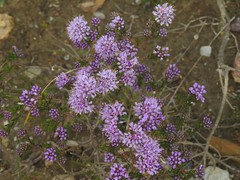 Agathosma serpyllacea