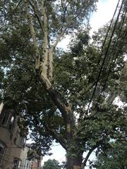 Platanus occidentalis