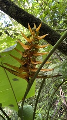 Heliconia librata
